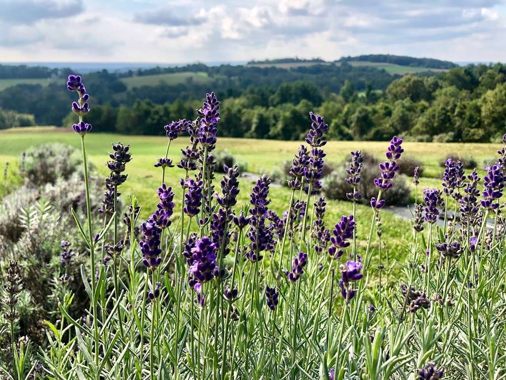 Hope Hill Lavender Farm LLC | 2375 Panther Valley Rd, Pottsville, PA 17901, USA | Phone: (570) 617-0851