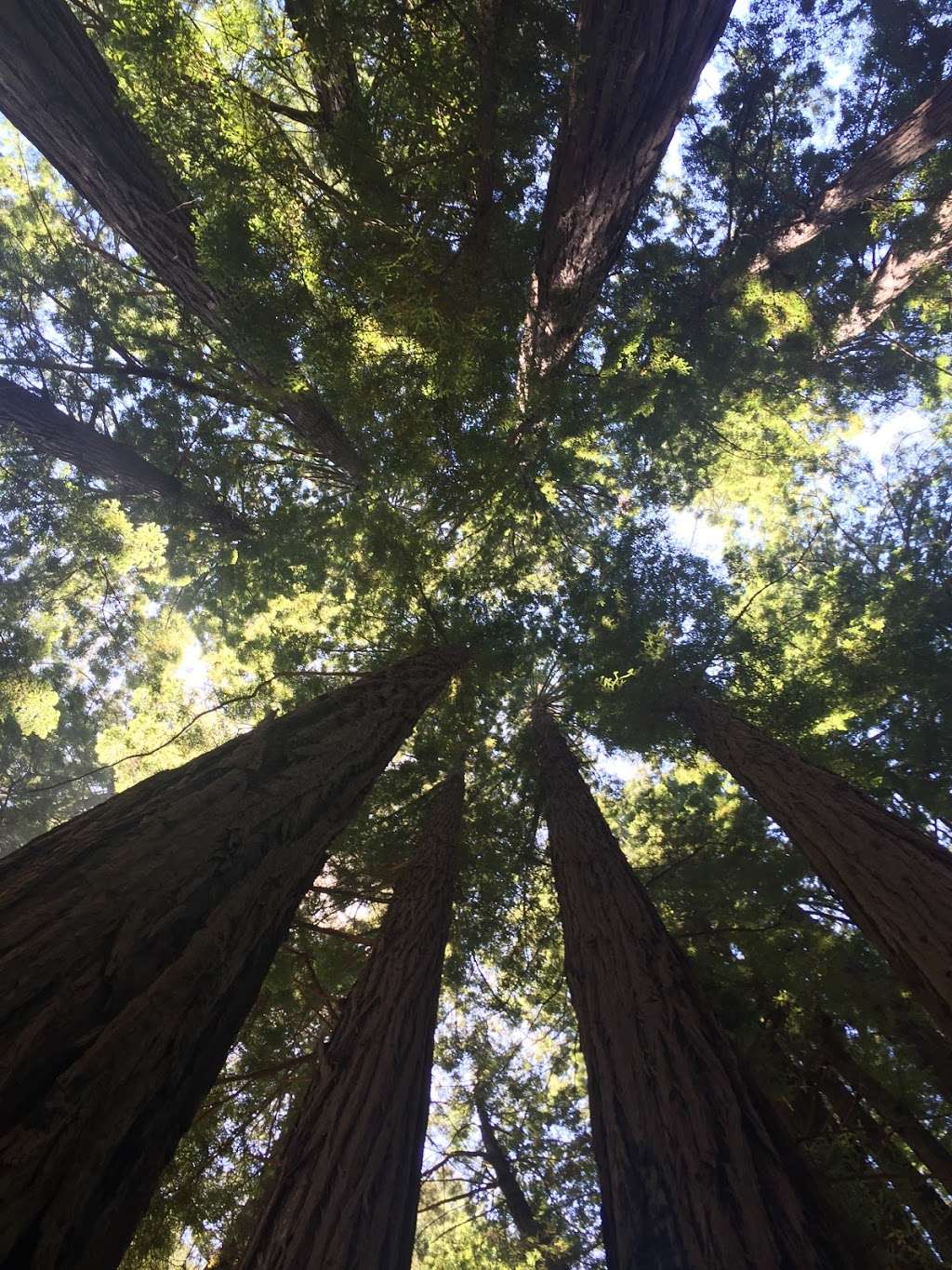 Muir Woods Tours & Adventures | 1806 Belles St suite 5B, San Francisco, CA 94129, USA | Phone: (415) 831-4157