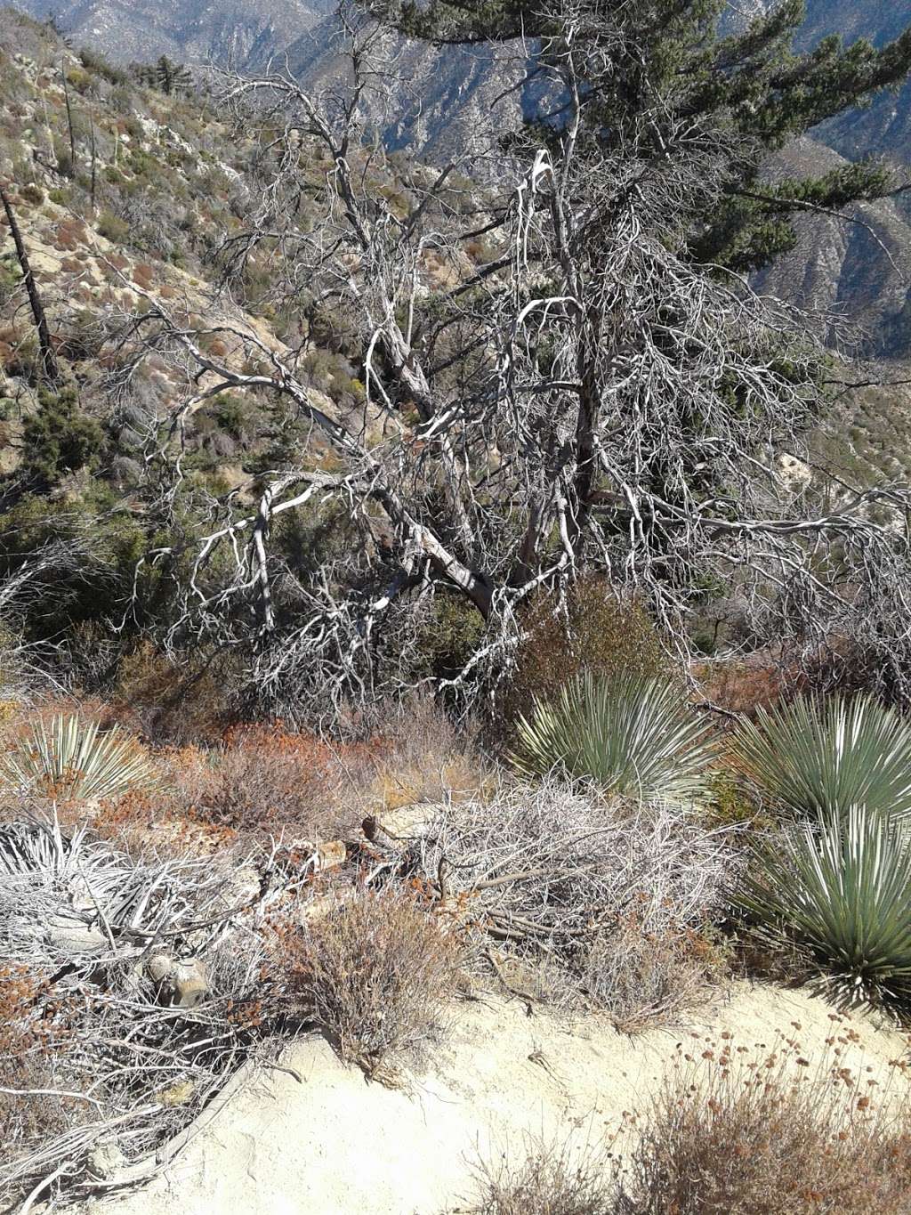 Parking and trailhead to a few unnamed trails | Angeles Crest Hwy, Palmdale, CA 93550, USA