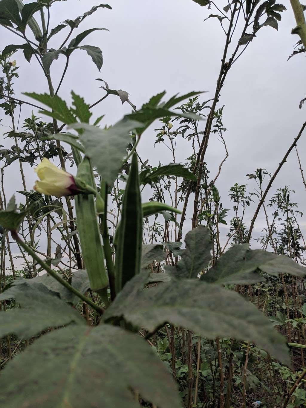 Westbury Community Garden | 12581 Dunlap St, Houston, TX 77035, USA