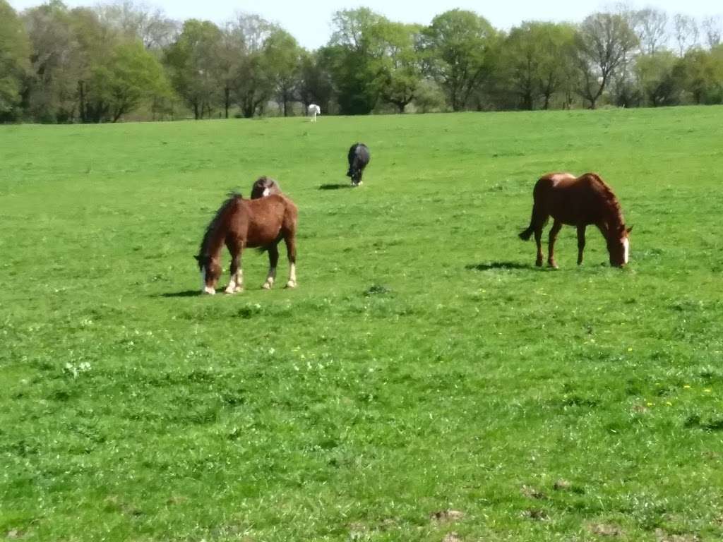 Scadbury Park Nature Reserve | 30 Old Perry St, Chislehurst BR7 6PT, UK | Phone: 0300 303 8658