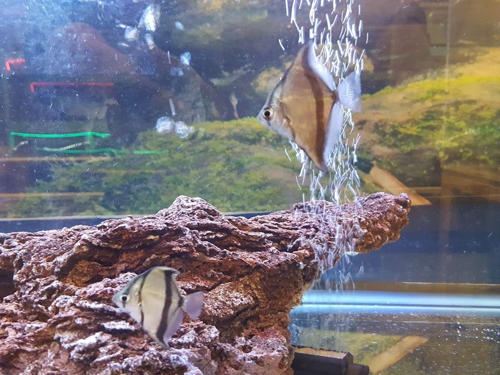 Aquarium Fresh Water Koi & Discus Fish | Phoenix, AZ 85037, USA