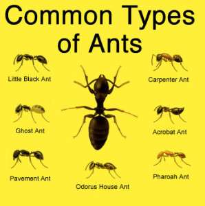 E&J Termite and Pest Control LLC | 434 Cooper St unit a, Beverly, NJ 08010, USA | Phone: (609) 239-5665 E&J Termite and Pest Control LLC | 434 Cooper St unit a, Beverly, NJ 08010, USA | Phone: (609) 239-5665