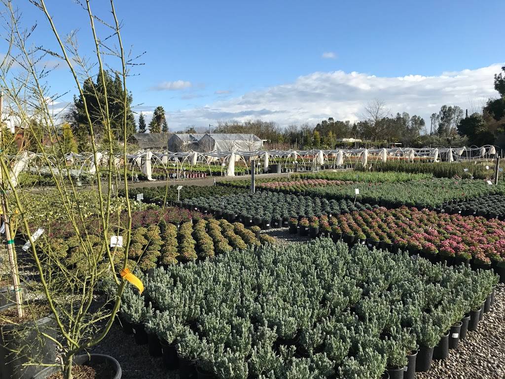 Belmont Nursery | 7730 E Belmont Ave, Fresno, CA 93737, USA | Phone: (559) 255-6645