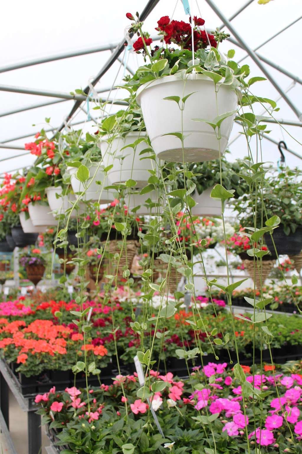 Hill Farm Greenhouse | 50 Rhine Rd, Newmanstown, PA 17073, USA | Phone: (717) 949-2757