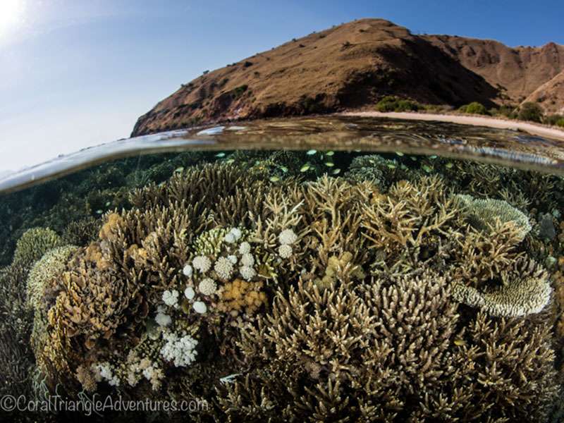 Coral Triangle Adventures | 8850 Terrace Dr, El Cerrito, CA 94530 | Phone: (501) 919-0540