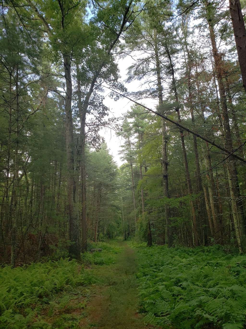 Blueberry Knoll Wildlife Area | Stanley Rd, Norton, MA 02766 | Phone: (508) 285-7566