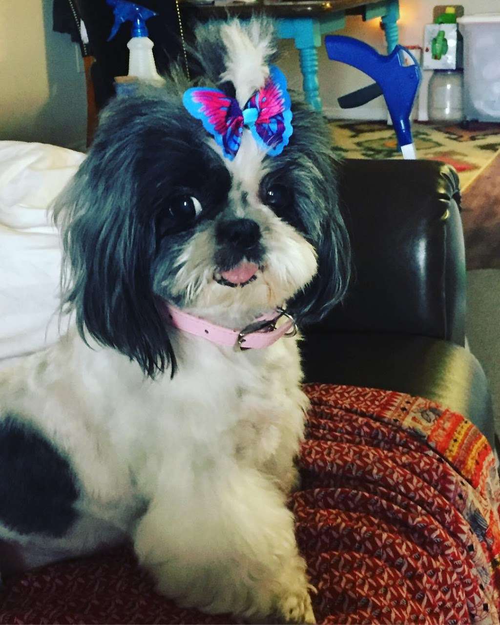 Rubber Doggies Wash n Go | 3929 Cibolo Valley Dr #240, Cibolo, TX 78108, USA | Phone: (210) 659-3000