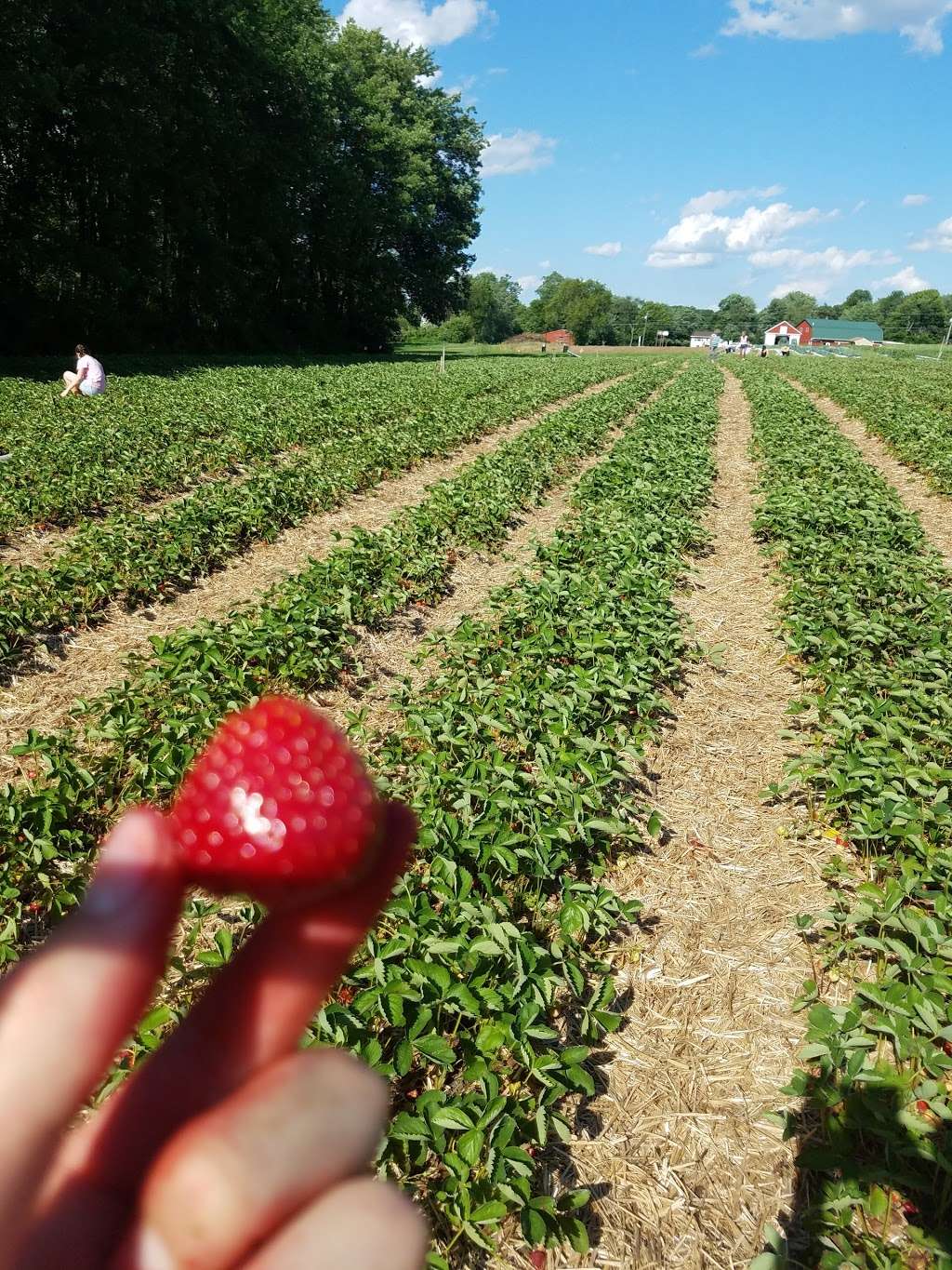 Goulds Produce | 829 Frable Rd, Brodheadsville, PA 18322 | Phone: (570) 992-5615