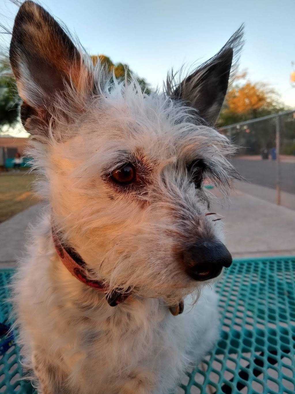 Mitchell Dog Park | S Mitchell Dr & 9th St, Tempe, AZ 85281, USA | Phone: (480) 350-4311