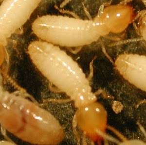 Option One Termite Control | 977 Olive St, Upland, CA 91786 | Phone: (909) 297-3551