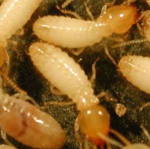 Option One Termite Control | 977 Olive St, Upland, CA 91786, USA | Phone: (909) 297-3551