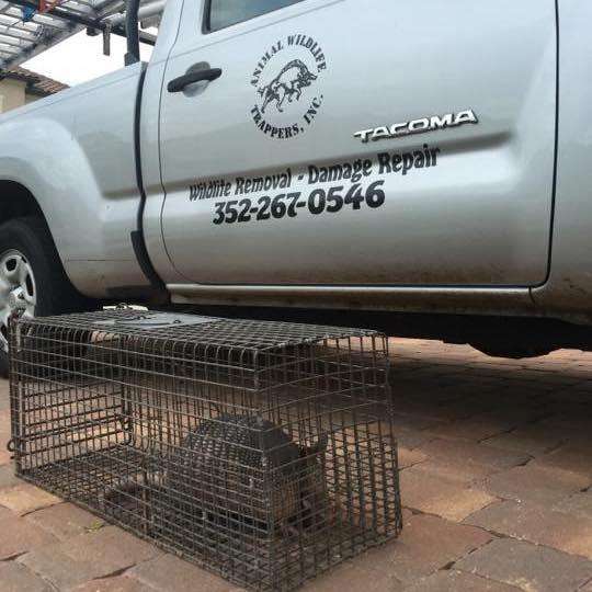 Animal Wildlife Trappers, Inc. | 400 Countyline Ct Unit 13, Oakland, FL 34787, USA | Phone: (352) 267-0546