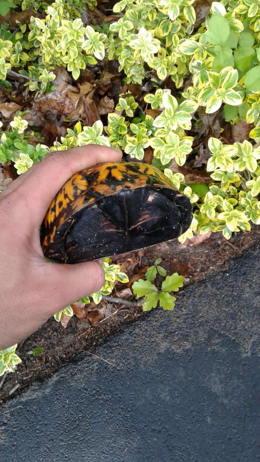 Strathmore Park, Dix Hills, NY 11746