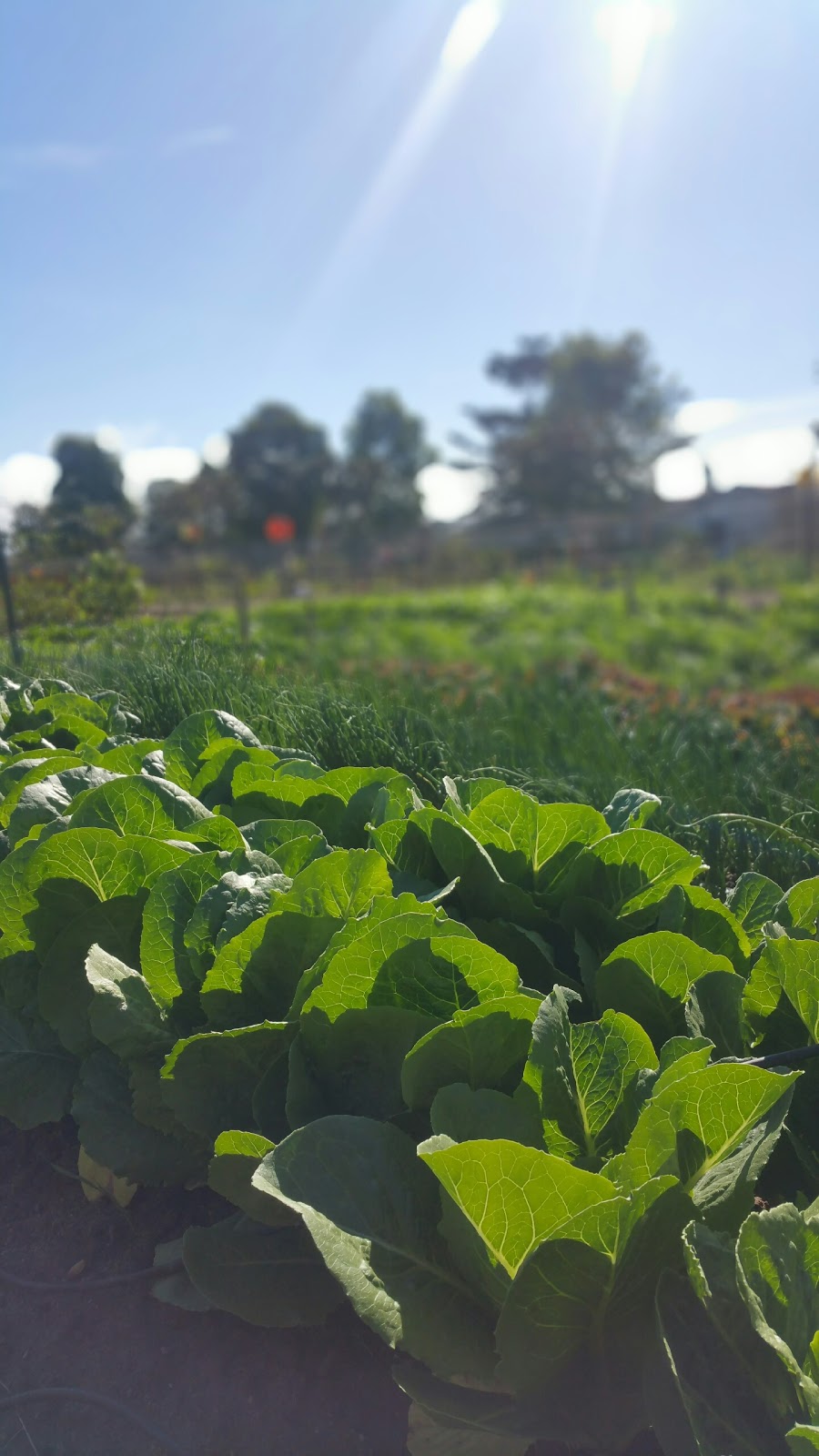 Camino del Sol Community Garden | Oxnard, CA 93030, USA