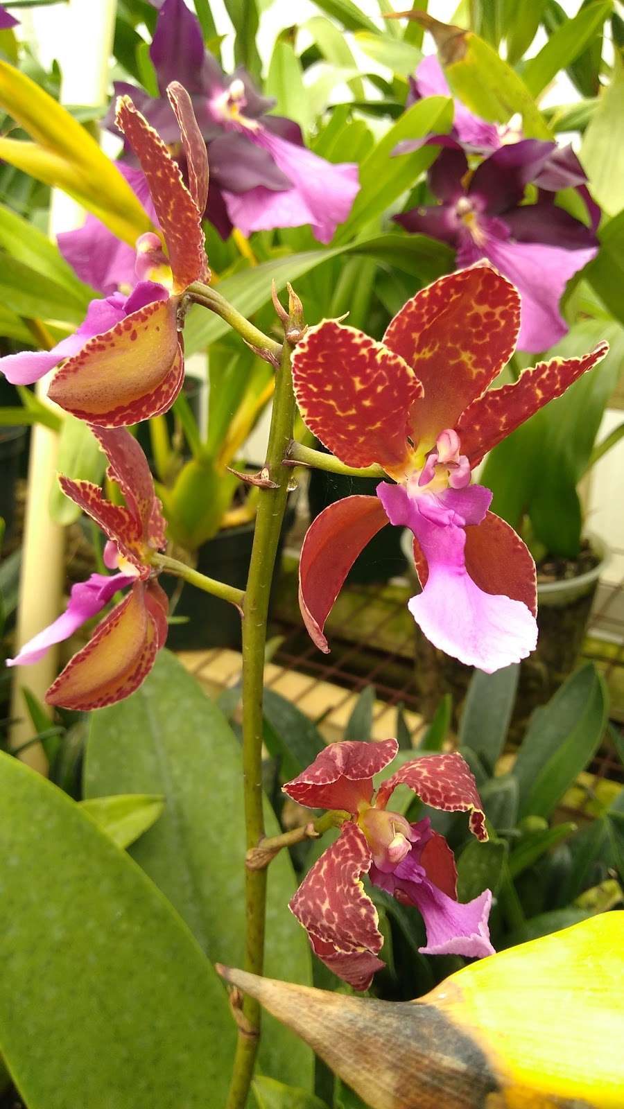 Silvas Orchids | 635 Wayside Rd, Neptune City, NJ 07753 | Phone: (732) 922-2635