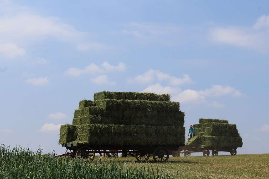 Lapps Farm Market | 1406 Lampeter Rd, Lancaster, PA 17602, USA | Phone: (717) 823-7078