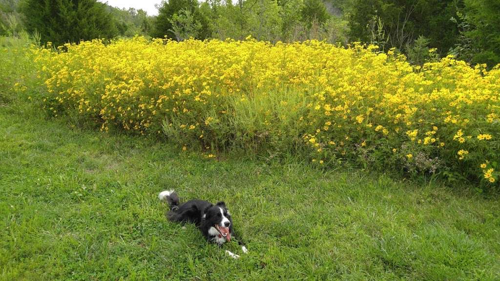 Kill Creek Streamway Dog Park | 33460 W 95th St, De Soto, KS 66018, USA