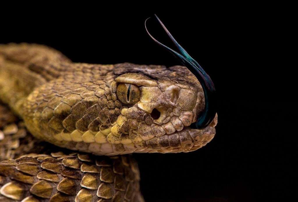 Arizona Snake Removal | 4349 W Shangri-la Rd, Glendale, AZ 85304, USA | Phone: (914) 441-0065