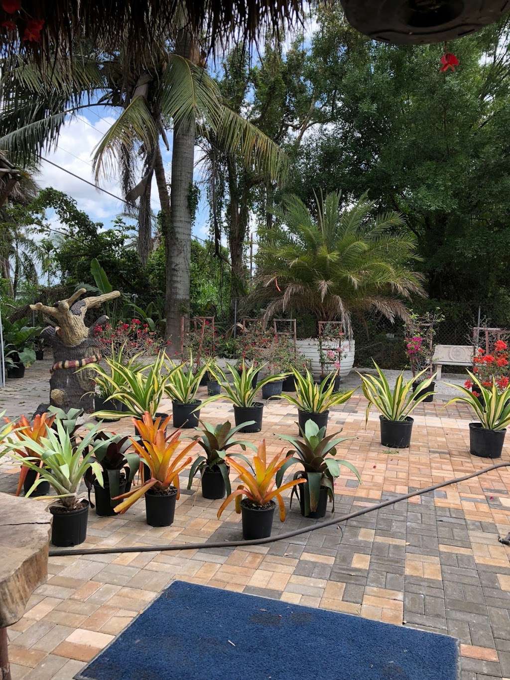 Piri Nursery & Landscaping | 10000 NW 138th St, Hialeah, FL 33018, USA | Phone: (786) 313-0041