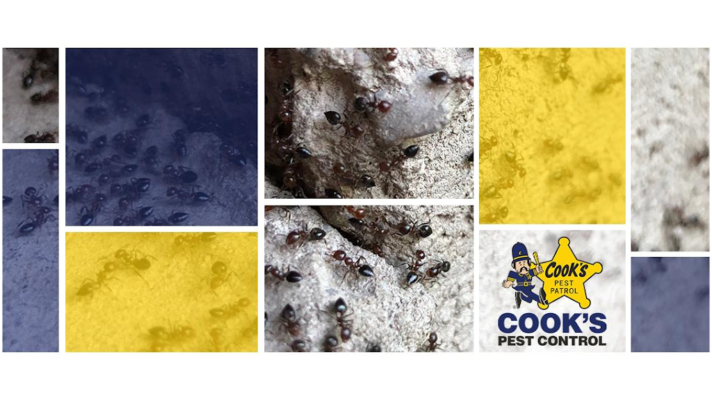 Cooks Pest Control | 5020 Linbar Dr, Nashville, TN 37211, USA | Phone: (615) 831-1122