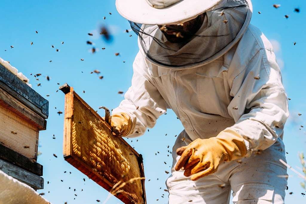 The Honey Bee Rescuers | 6151 Allen Dr, Conroe, TX 77304, USA | Phone: (936) 525-9143