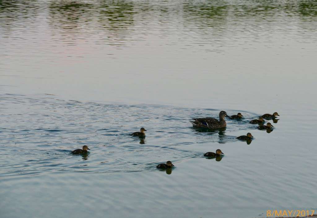 Boulder City Memorial park Pond | Boulder City, NV 89005, USA