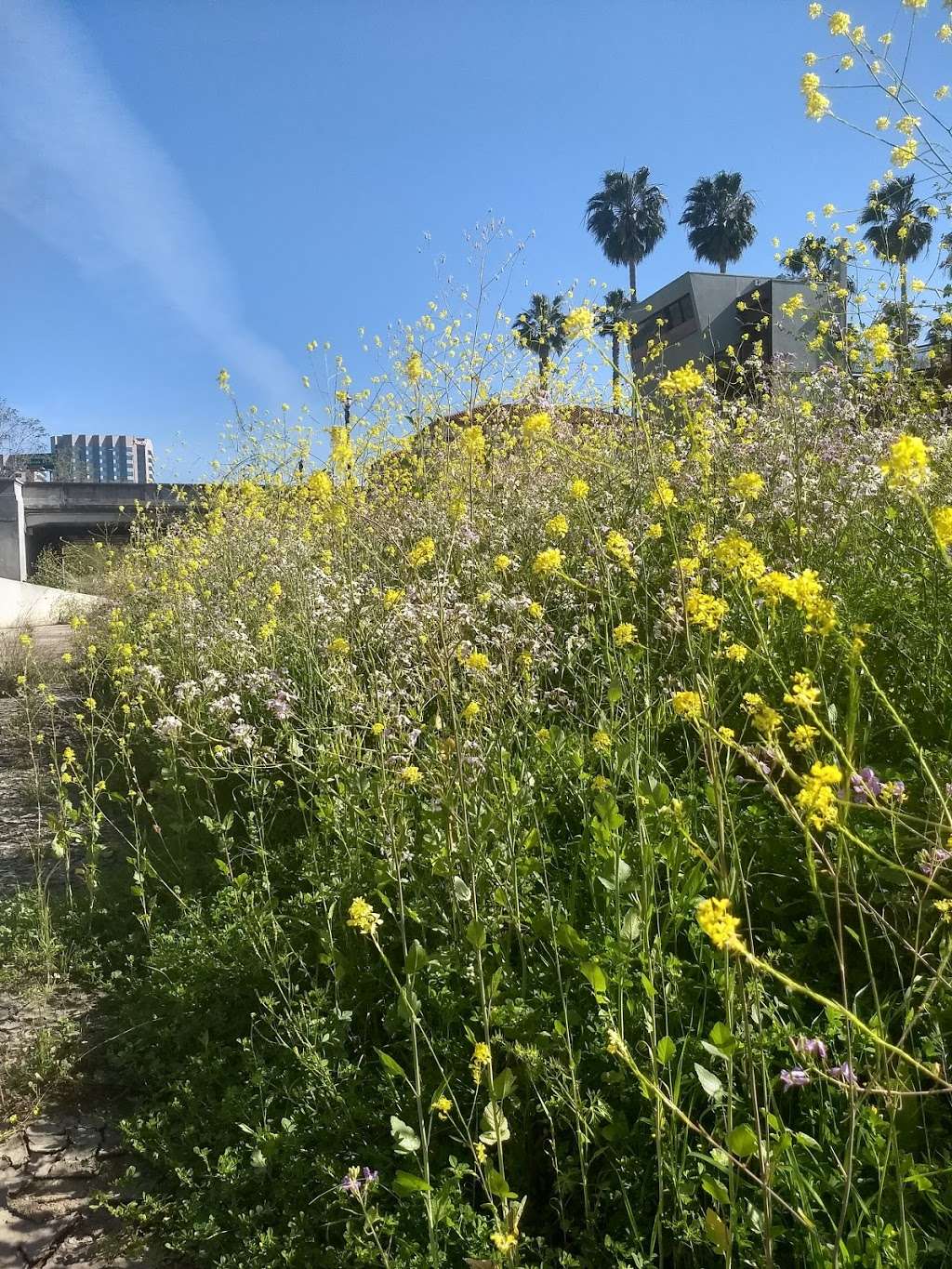 Los Capitancillos Ponds | Guadalupe Creek Trail, San Jose, CA 95118, USA