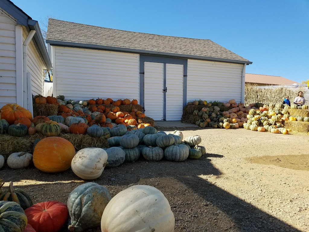 Rocky Mountain Pumpkin Ranch | 9059 Ute Hwy, Longmont, CO 80503, USA | Phone: (303) 684-0087