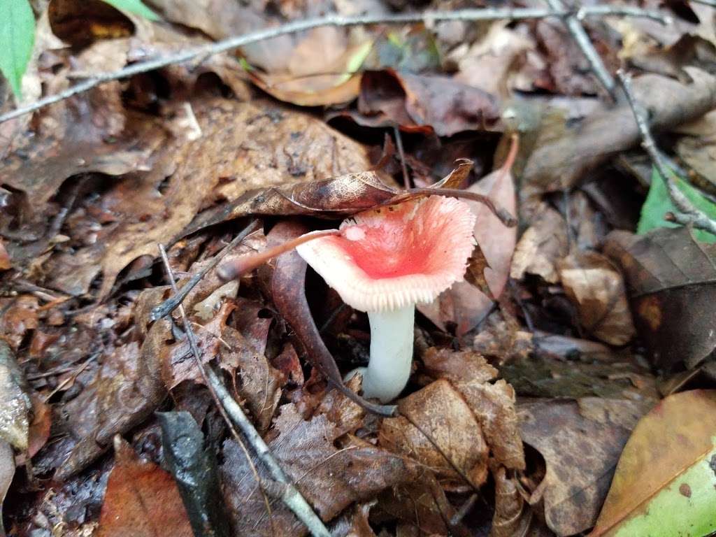 Masemore Hemlock Ravines Natural Area | Hilltop Ct, Parkton, MD 21120, USA