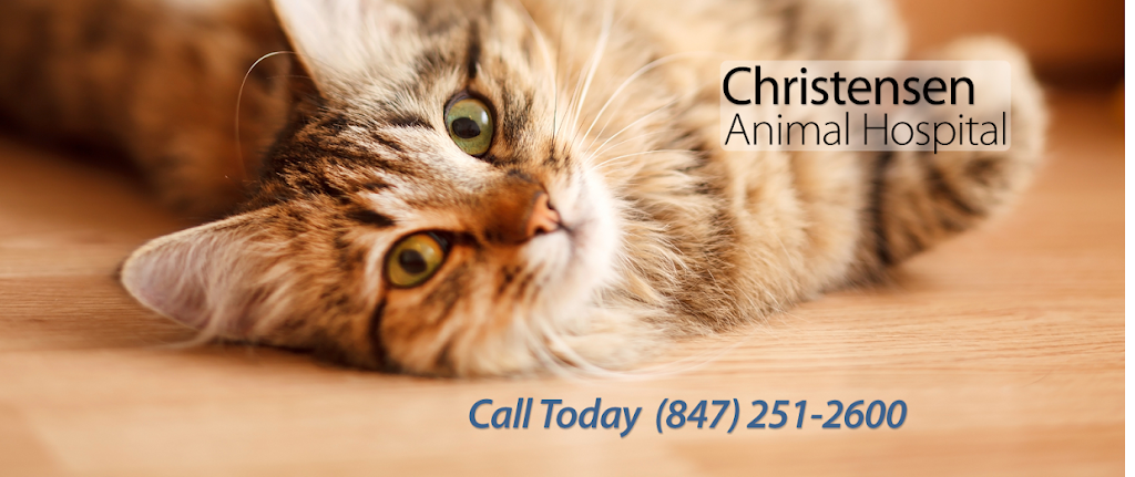 Christensen Animal Hospital | 730 Hibbard Rd, Wilmette, IL 60091, USA | Phone: (847) 251-2600