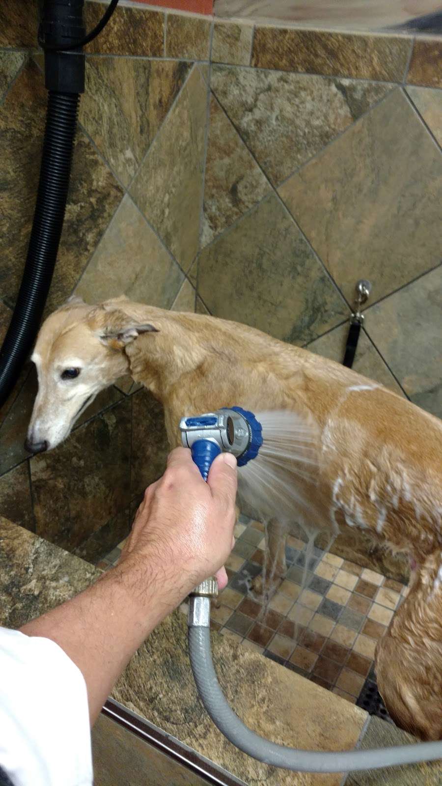 Pet Valu | 1308 Main Chapel Way, Gambrills, MD 21054, USA | Phone: (410) 451-1585