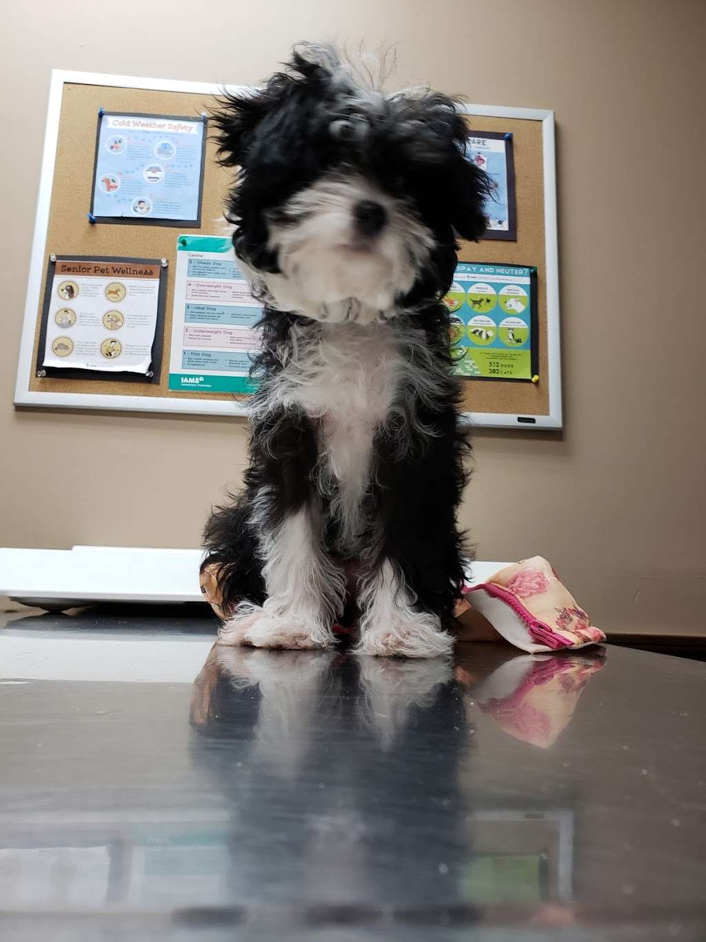 Northern Rhode Island Animal Hospital | 152 School St, Forestdale, RI 02824, USA | Phone: (401) 762-2400