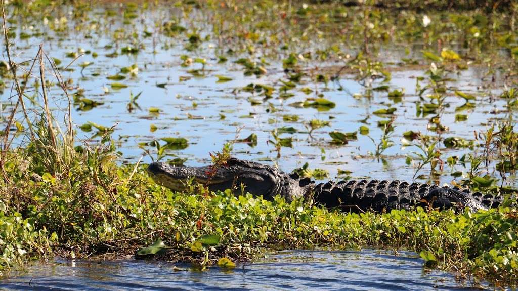 Alligator Cove Airboat Nature Tours | 14900 Camp Mack Rd, Lake Wales, FL 33898, USA | Phone: (863) 696-0406