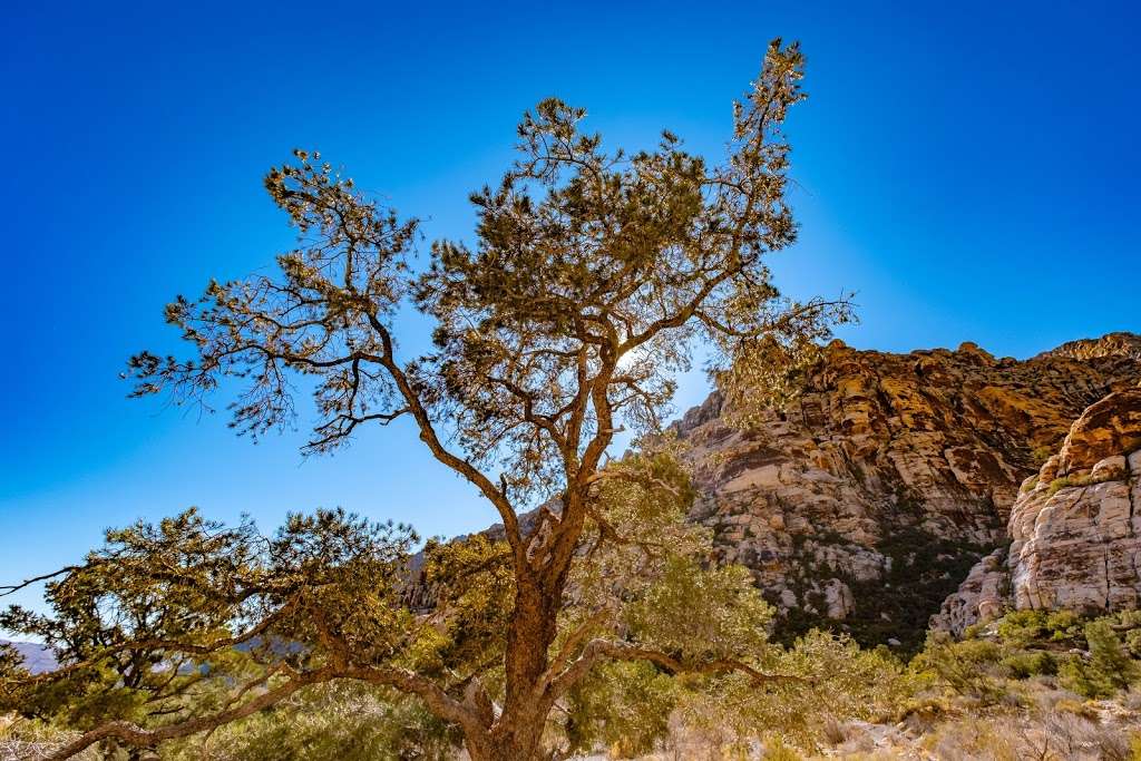 Petroglyph Wall Trail trailhead | Rock Art Trail, Las Vegas, NV 89161