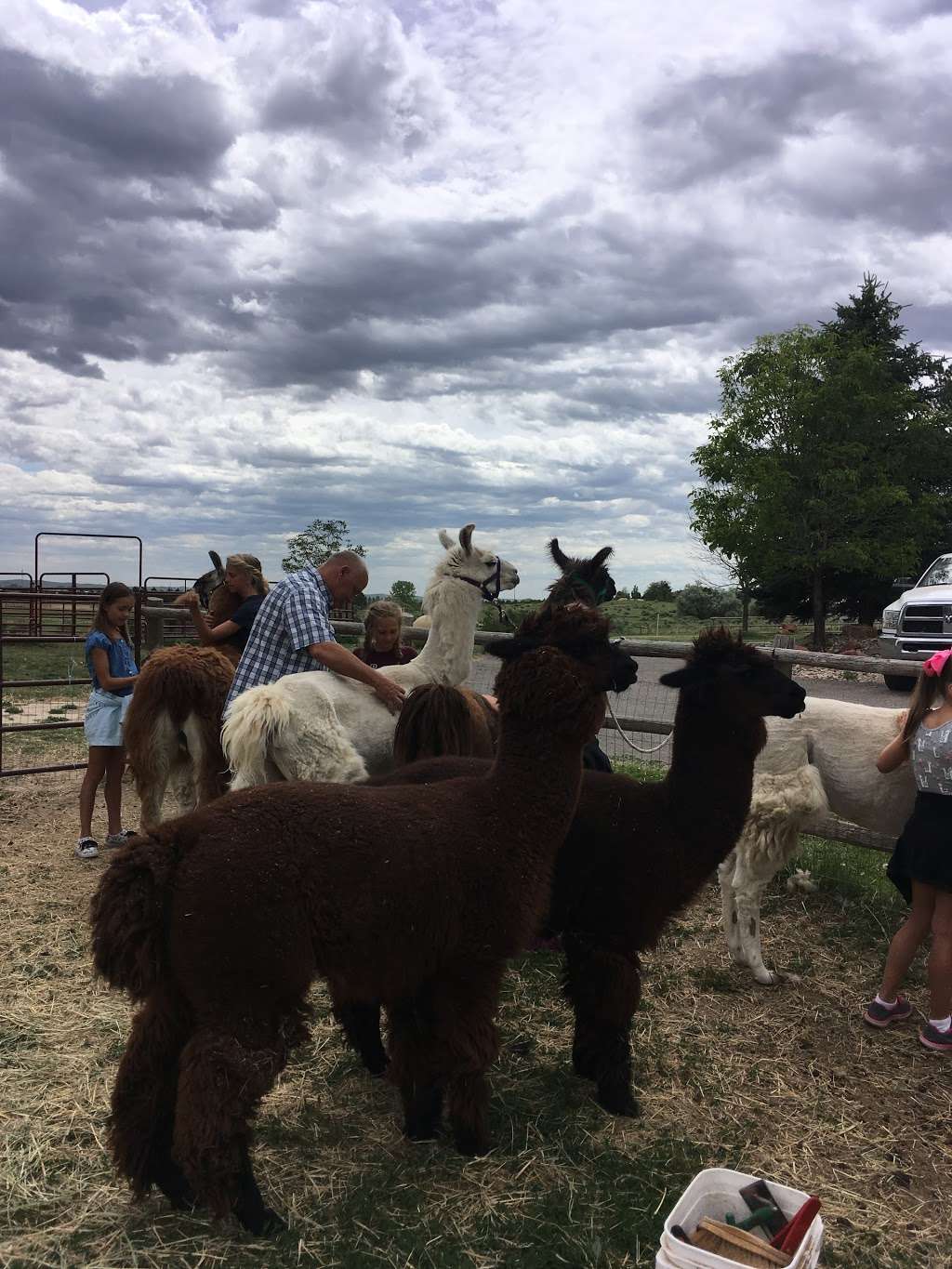 Llama Llama Ding Dong Hikes | 892 Eldorado Dr, Superior, CO 80027, USA | Phone: (303) 817-3680