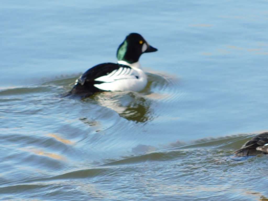 Northern Wildlife Area | Mary Carter Greenway Trail, Littleton, CO 80120, USA