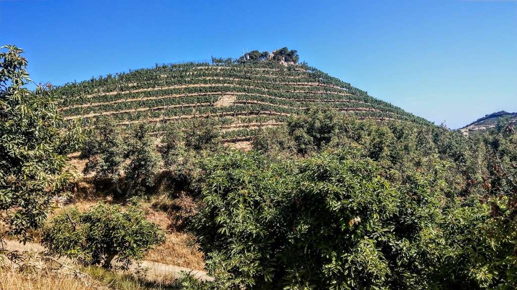 Malibu Wine Hikes | 32111 Mulholland Hwy, Malibu, CA 90265, USA | Phone: (424) 346-0041
