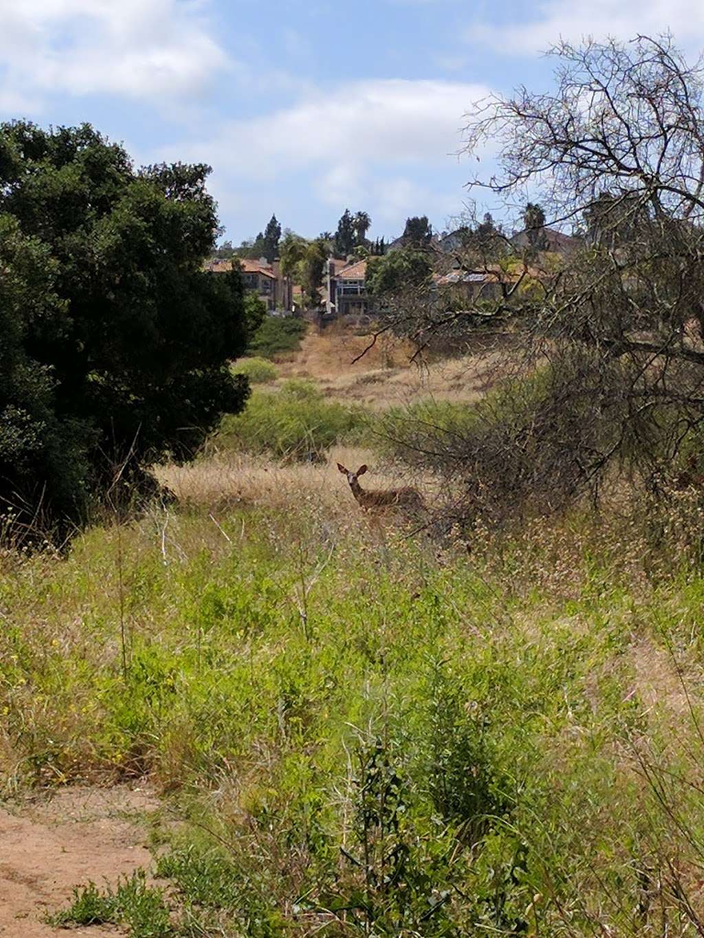 Peñasquitos Creek Park | Camino Del Sur & Park Village Rd, San Diego, CA 92129, USA | Phone: (619) 525-8213