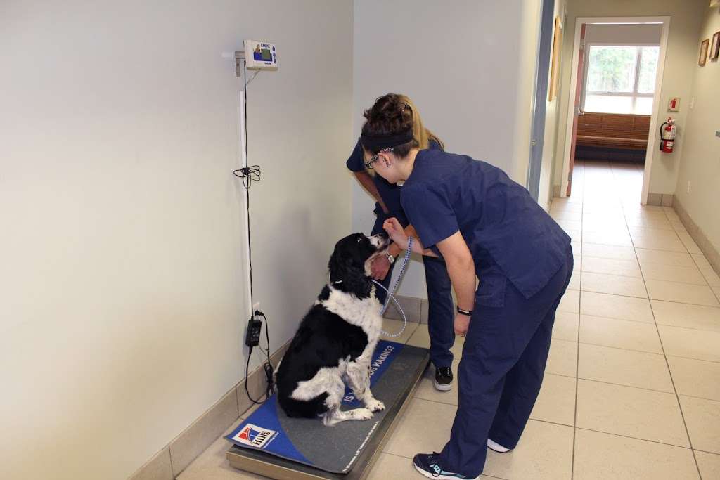 Shore Veterinarians South | 73 Hope Corson Rd, Ocean View, NJ 08230, USA | Phone: (609) 390-9113