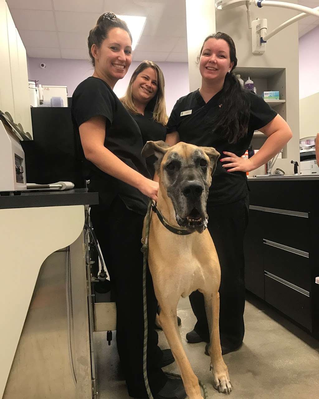 Vineland Animal Hospital | 11402 S Apopka Vineland Rd, Orlando, FL 32836 | Phone: (407) 233-3386