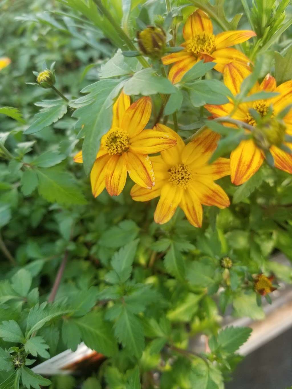 Lakeside Greenhouses | 31494 Greenhouse Ln, Laurel, DE 19956, USA | Phone: (302) 875-2457