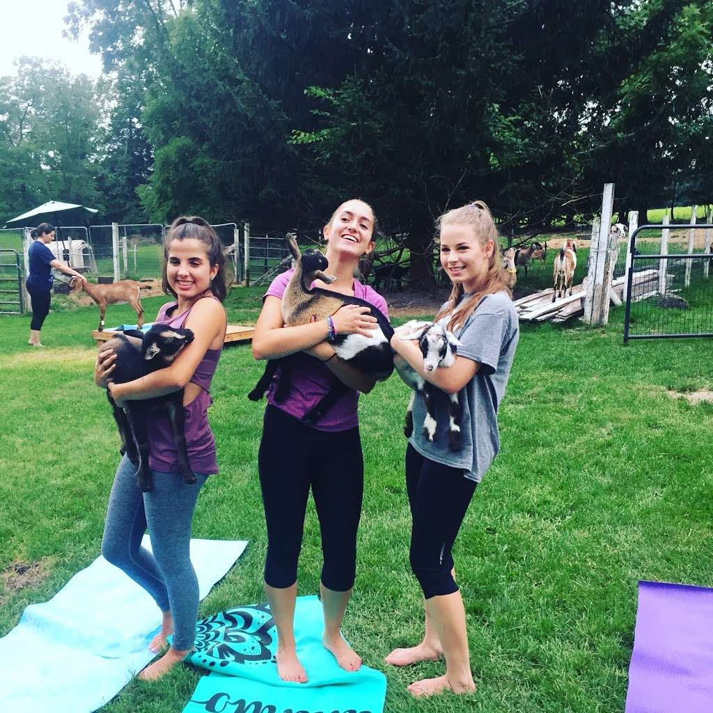 Gettysburg Goat Yoga | 365 Blacksmith Shop Rd, Gettysburg, PA 17325, USA | Phone: (717) 403-1314