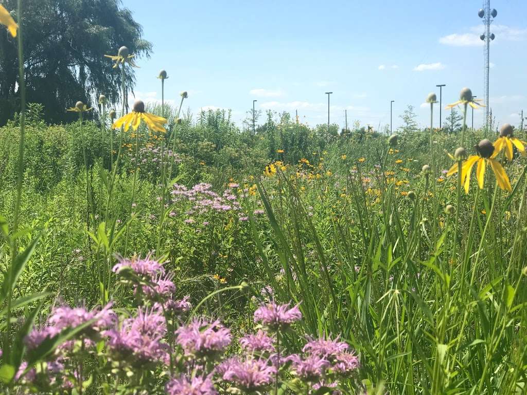 Lemont Township Heritage Woodland Sanctuary | W Roberta St, Lemont, IL 60439, USA