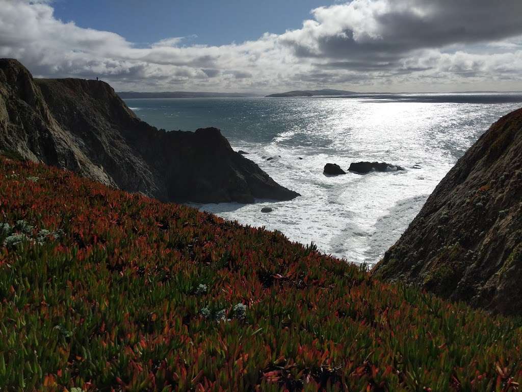 Bodega Bay Bird Watch | 529 Smith Brothers Rd, Bodega Bay, CA 94923, USA | Phone: (609) 751-3879