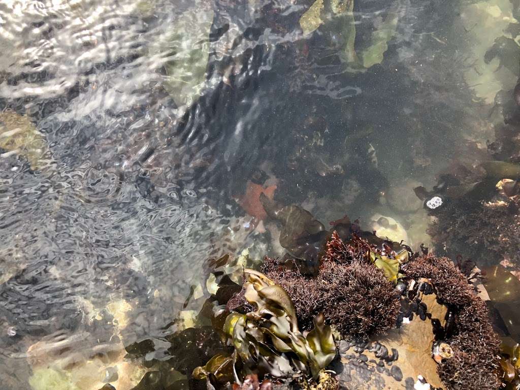 Tide Pools Parking Lot | Half Moon Bay, CA 94019