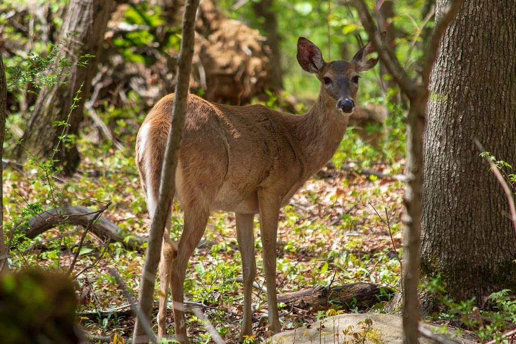 Flat Rock Brook Nature Center | 443 Van Nostrand Ave, Englewood, NJ 07631, USA | Phone: (201) 567-1265