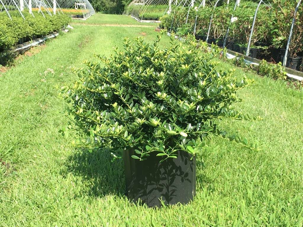 Monroeville Nursery 182 Pinyard Rd Nj 08343 Usa 182 Pinyard Rd Monroeville Nj 08343 Usa