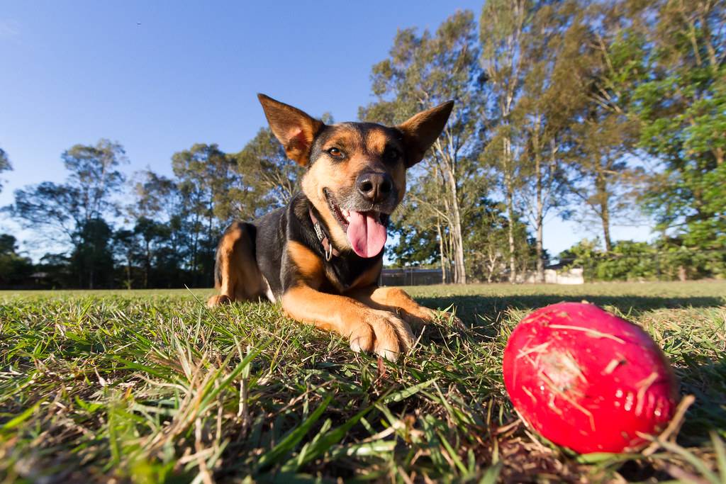 North Gasline Trail Dog Park | Gas Line Trail, Anchorage, AK 99507, USA | Phone: (907) 343-4355