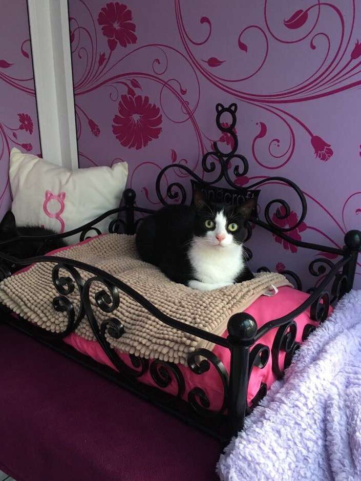 Longcroft Luxury Cat Hotel Romford | 35 Hamlet Rd, Romford RM5 2DS, UK | Phone: 01708 306000